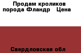Продам кроликов порода Фландр › Цена ­ 300 - Свердловская обл. Животные и растения » Грызуны и Рептилии   